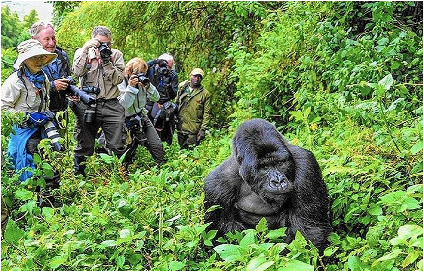 Uganda Gorillas